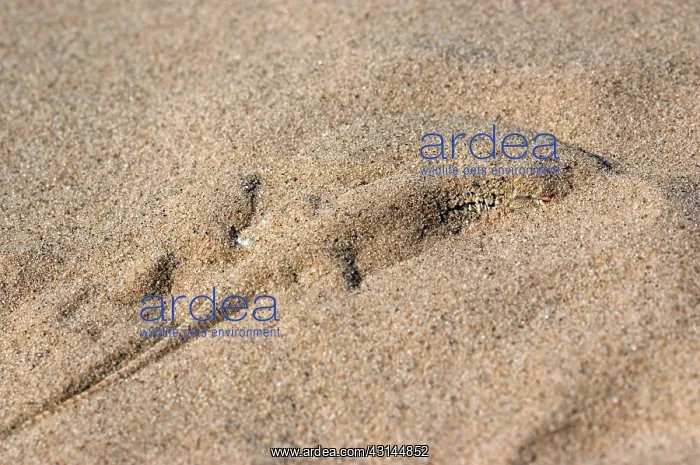 : Colorado Desert Fringe-toed Lizard : Colorado Desert Fringe-toed Lizard