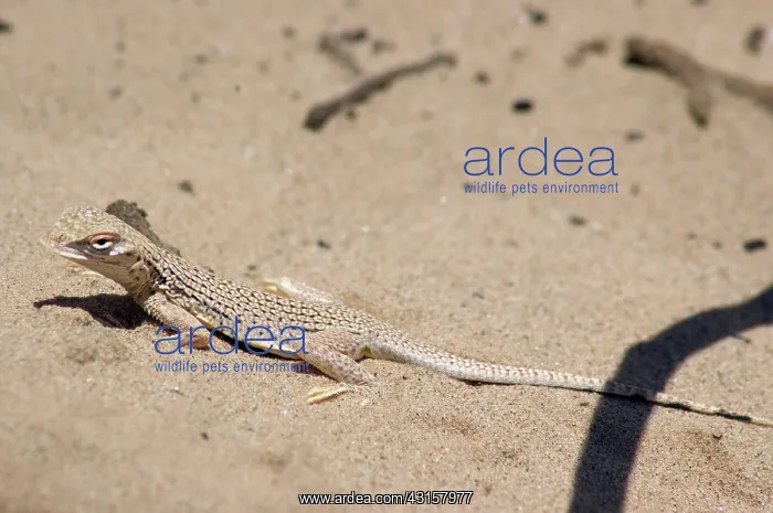  : Colorado Desert Fringe-toed Lizard