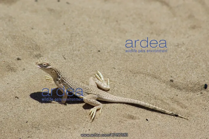 : Colorado Desert Fringe-toed Lizard : Colorado Desert Fringe-toed Lizard