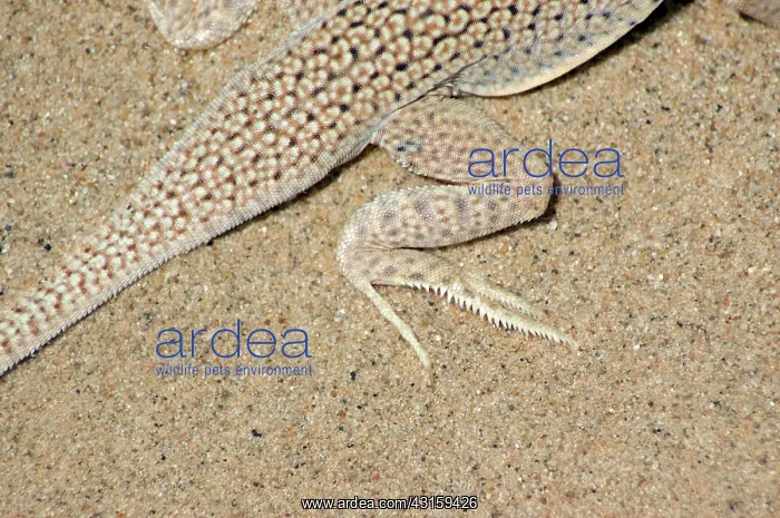  : Colorado Desert Fringe-toed Lizard