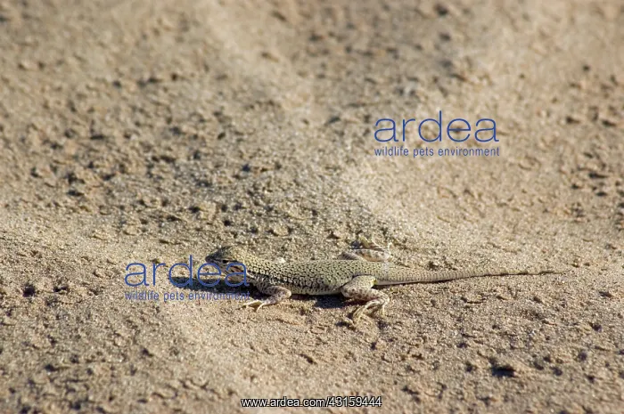 : Colorado Desert Fringe-toed Lizard : Colorado Desert Fringe-toed Lizard