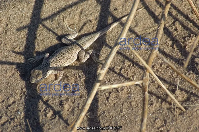 : Colorado Desert Fringe-toed Lizard : Colorado Desert Fringe-toed Lizard