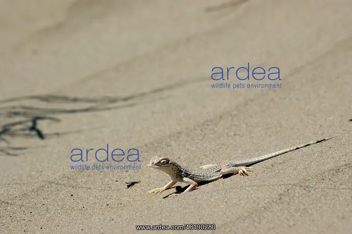: Colorado Desert Fringe-toed Lizard : Colorado Desert Fringe-toed Lizard
