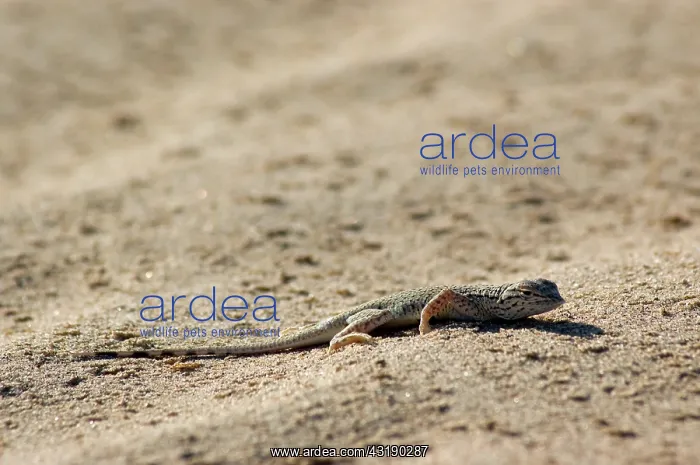 : Colorado Desert Fringe-toed Lizard : Colorado Desert Fringe-toed Lizard