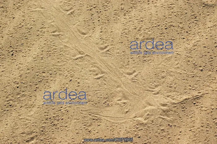 : Colorado Desert Fringe-toed Lizard Tracks : Colorado Desert Fringe-toed Lizard Tracks