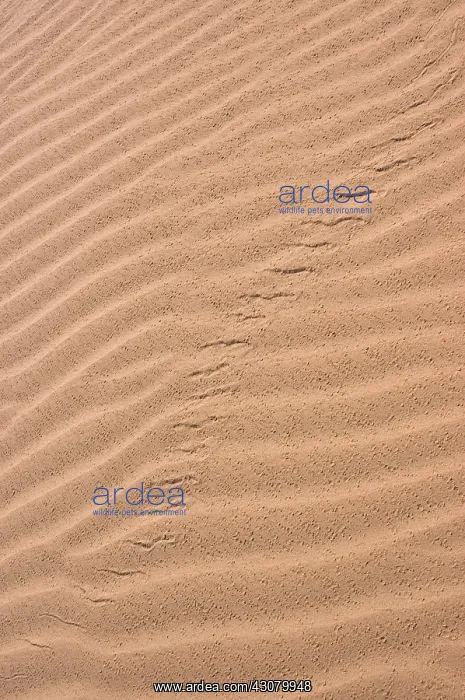 : Colorado Desert Sidewinder Tracks : Colorado Desert Sidewinder Tracks