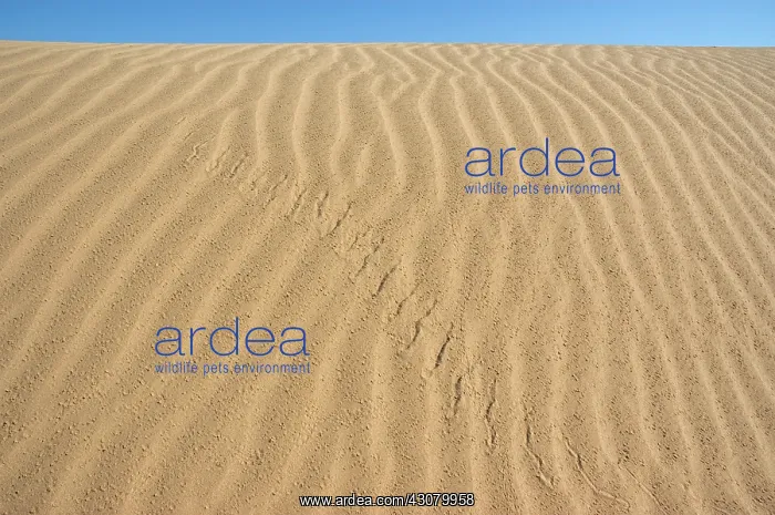 : Colorado Desert Sidewinder Tracks : Colorado Desert Sidewinder Tracks