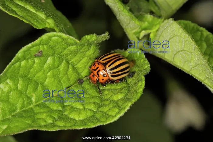 : Colorado potato beetle : Colorado potato beetle