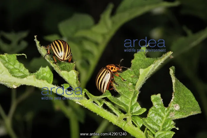 : Colorado potato beetle - two : Colorado potato beetle - two