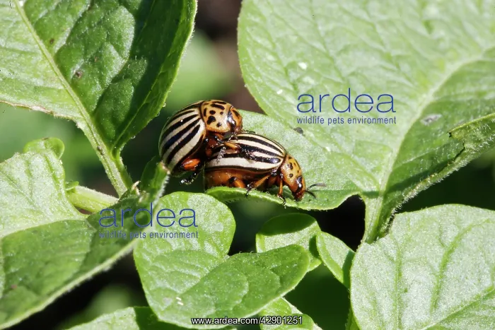 : Colorado potato beetle - two : Colorado potato beetle - two