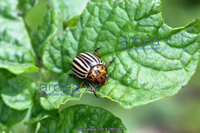 : Colorado Potato Beetle : Colorado Potato Beetle