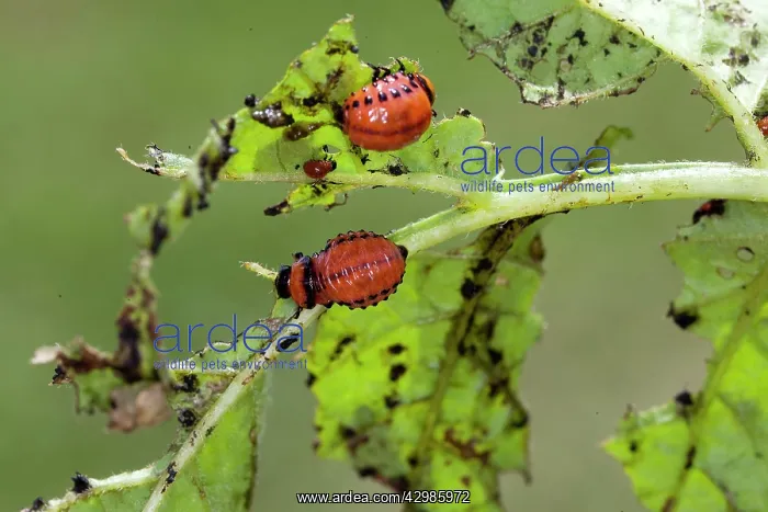 : Colorado Potato Beetle : Colorado Potato Beetle