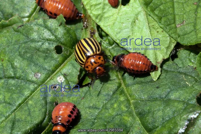 : Colorado Potato Beetle : Colorado Potato Beetle
