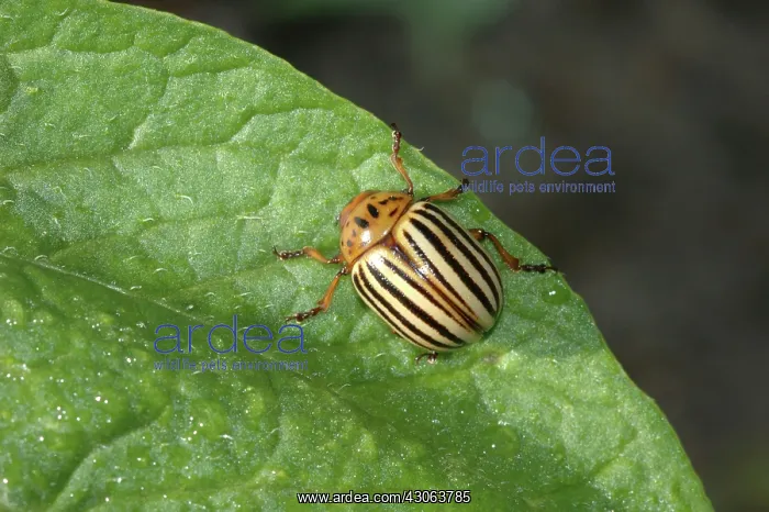 : Colorado Potato Beetle : Colorado Potato Beetle