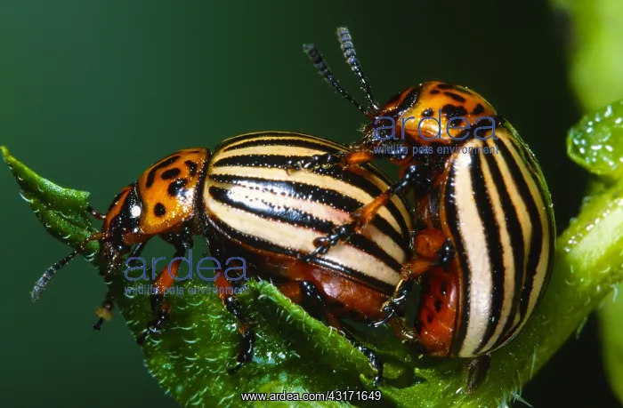 : Colorado Potato Beetle : Colorado Potato Beetle