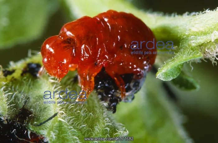 : Colorado Potato Beetle : Colorado Potato Beetle