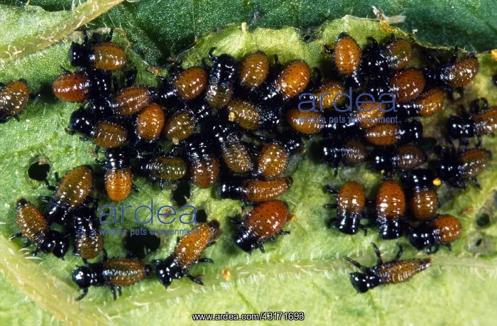 : Colorado Potato Beetle : Colorado Potato Beetle