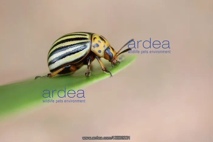 : Colorado Potato Beetle : Colorado Potato Beetle