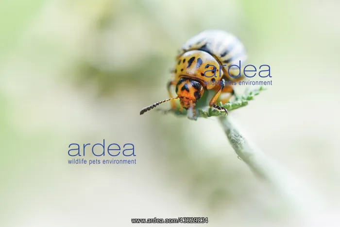 : Colorado Potato Beetle : Colorado Potato Beetle