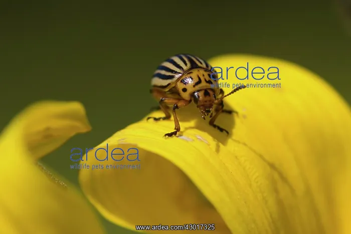 : Colorado Potato Beetle / Colorado Beetle : Colorado Potato Beetle / Colorado Beetle
