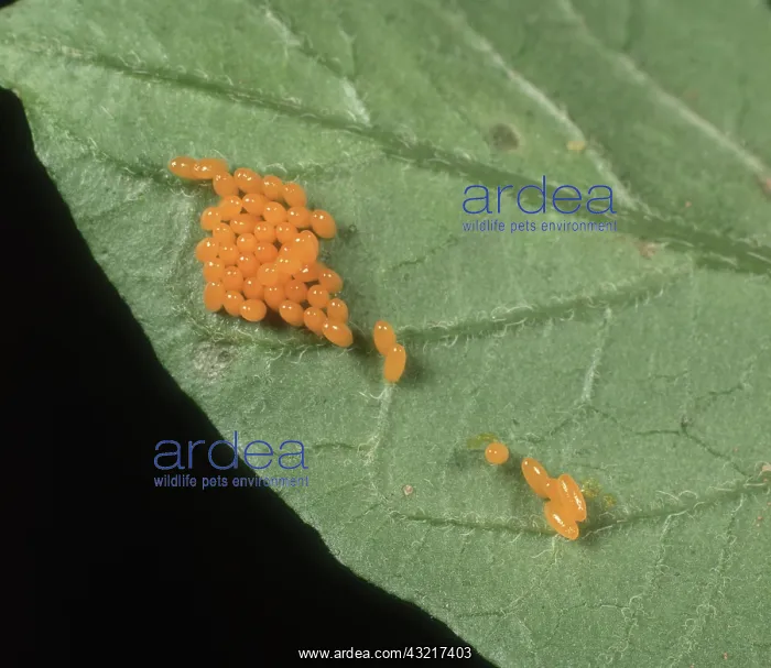 : Colorado Potato Beetle eggs : Colorado Potato Beetle eggs