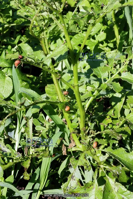 : Colorado potato beetle - feeding : Colorado potato beetle - feeding