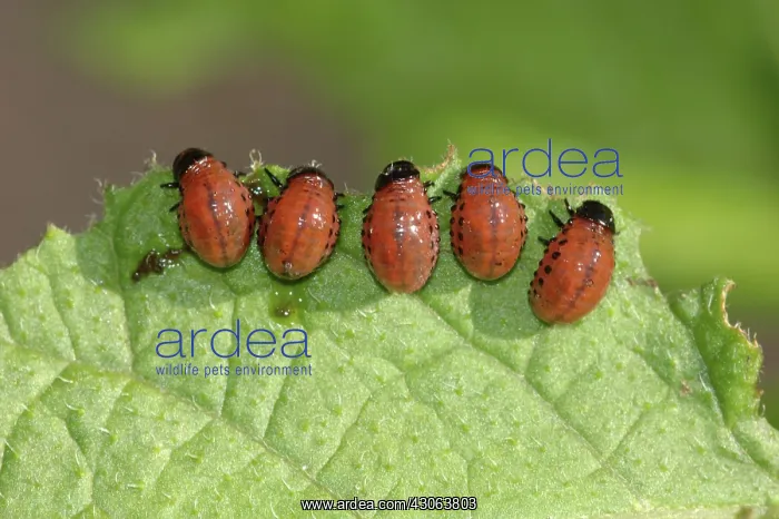 : Colorado Potato Beetle larvae : Colorado Potato Beetle larvae