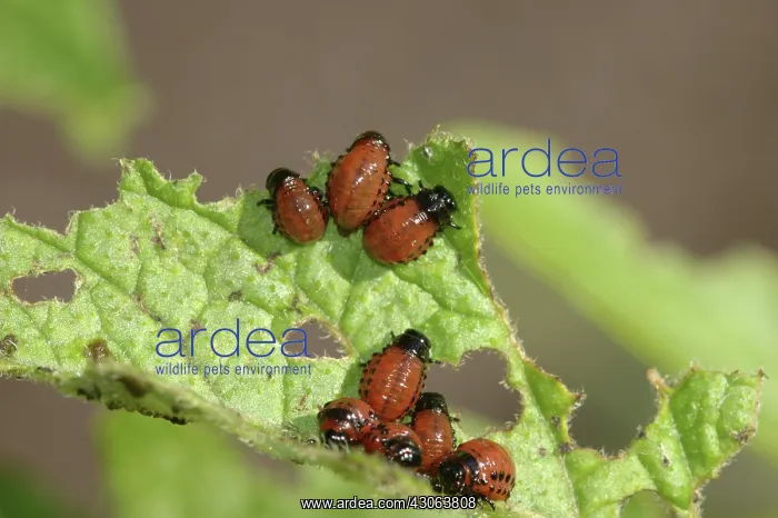 : Colorado Potato Beetle larvae : Colorado Potato Beetle larvae
