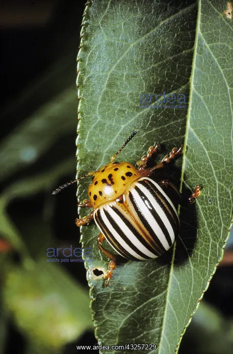 : Colorado Potato Beetle, Leptinotarsa cecemlineata : Colorado Potato Beetle, Leptinotarsa cecemlineata