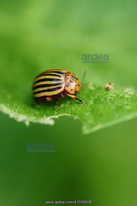 : Colorado potato beetle (Leptinotarsa decemlineata) : Colorado potato beetle (Leptinotarsa decemlineata)