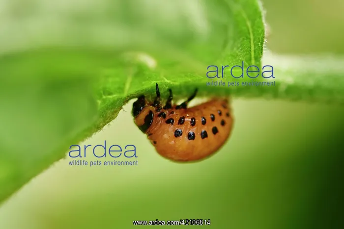 : Colorado potato beetle (Leptinotarsa decemlineata) : Colorado potato beetle (Leptinotarsa decemlineata)