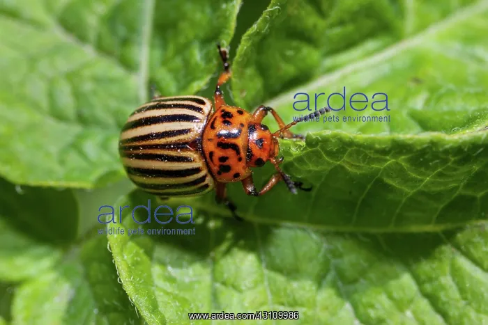  : Colorado potato beetle (Leptinotarsa decemlineata)