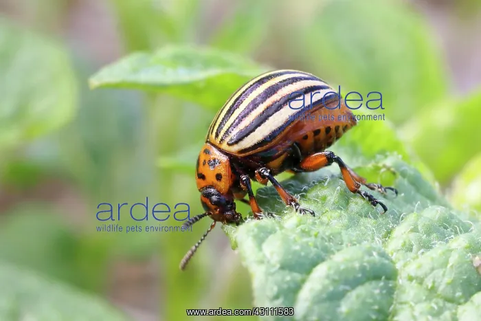 : Colorado potato beetle (Leptinotarsa decemlineata) : Colorado potato beetle (Leptinotarsa decemlineata)
