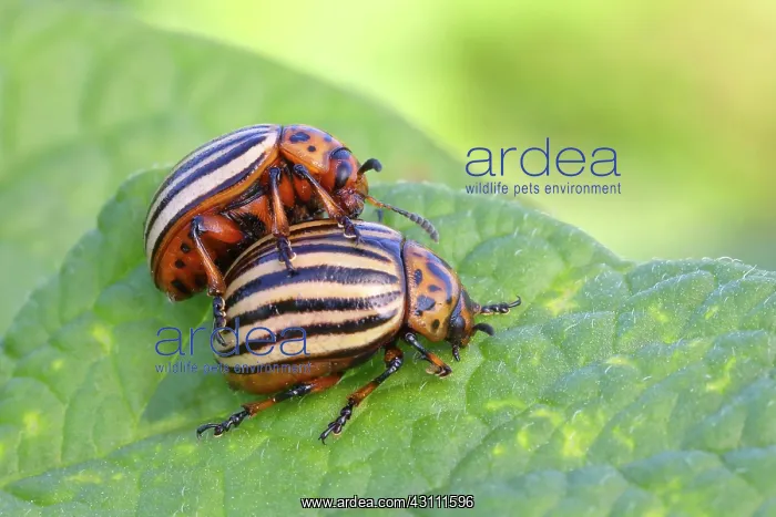 : Two Colorado potato beetle (Leptinotarsa decemlineata) : Two Colorado potato beetle (Leptinotarsa decemlineata)