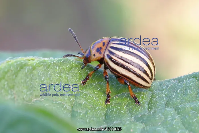 : Colorado potato beetle (Leptinotarsa decemlineata) : Colorado potato beetle (Leptinotarsa decemlineata)