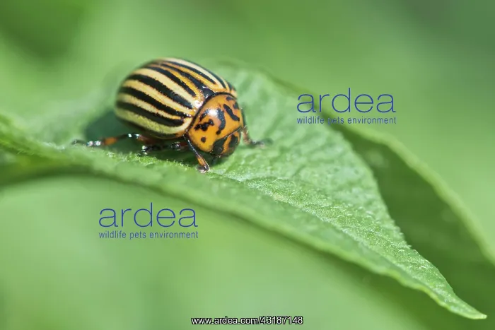 : Colorado potato beetle (Leptinotarsa decemlineata) : Colorado potato beetle (Leptinotarsa decemlineata)
