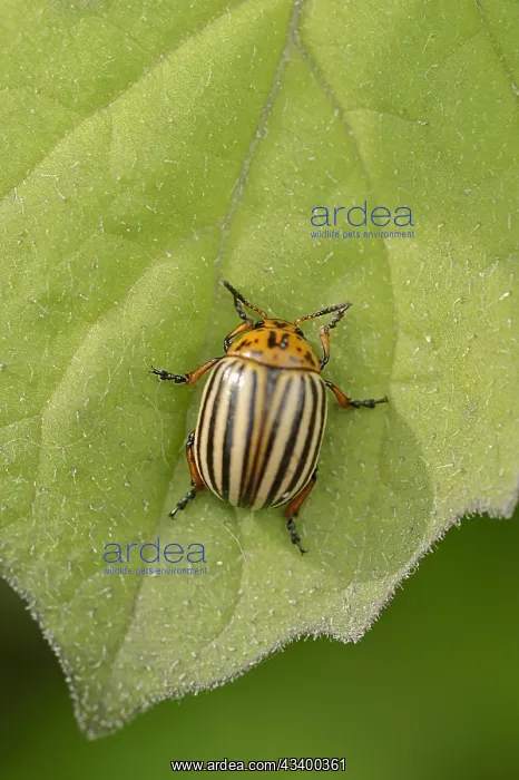 : Colorado potato beetle (Leptinotarsa decemlineata) : Colorado potato beetle (Leptinotarsa decemlineata)
