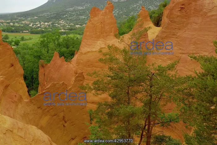 : Colorado Provencal : Colorado Provencal
