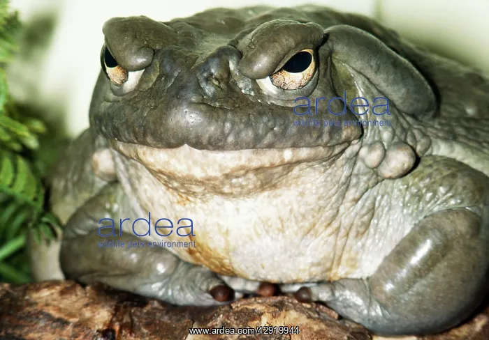 : Colorado river / Sonoran desert TOAD - close-up : Colorado river / Sonoran desert TOAD - close-up