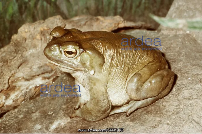 : Colorado river / Sonoran desert TOAD - on rock : Colorado river / Sonoran desert TOAD - on rock