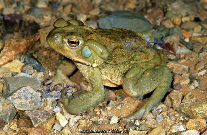 : Colorado River Toad : Colorado River Toad