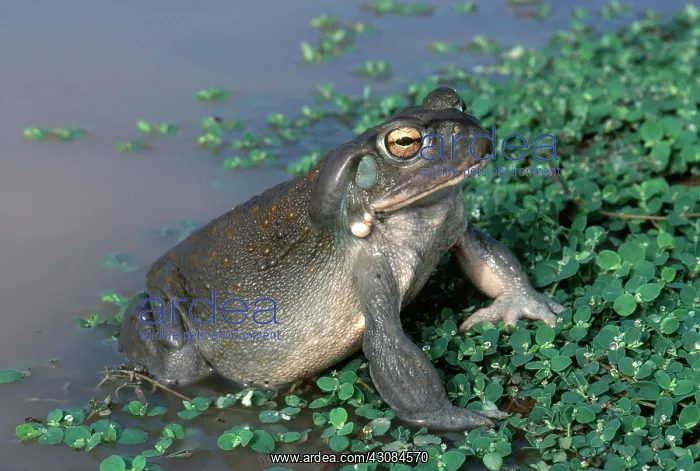  : Colorado River Toad