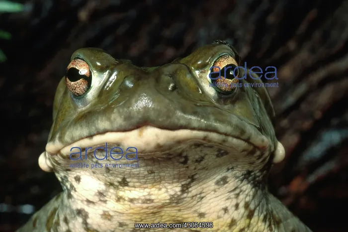 : Colorado River Toad : Colorado River Toad