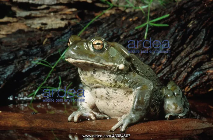 : Colorado River Toad : Colorado River Toad