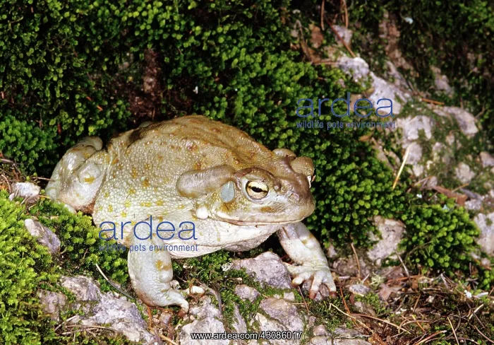 : Colorado River Toad : Colorado River Toad