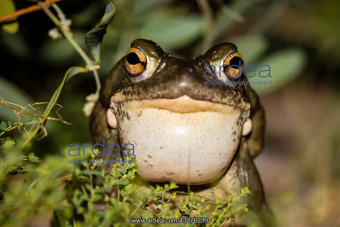 : Colorado River toad (Incilius alvarius), also known : Colorado River toad (Incilius alvarius), also known