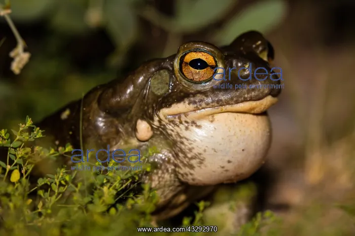: Colorado River toad (Incilius alvarius), also known : Colorado River toad (Incilius alvarius), also known