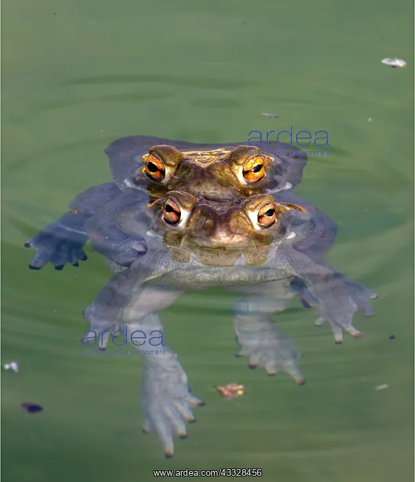 : Colorado River toad (Incilius alvarius), also known : Colorado River toad (Incilius alvarius), also known