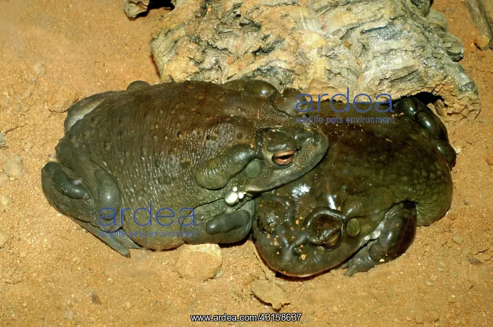 : Colorado River Toads : Colorado River Toads
