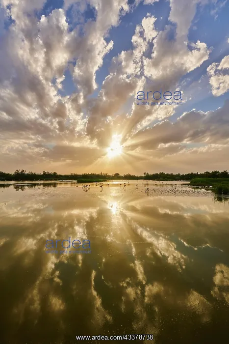 : Colored Clouds above a lake with greater Flamingo : Colored Clouds above a lake with greater Flamingo